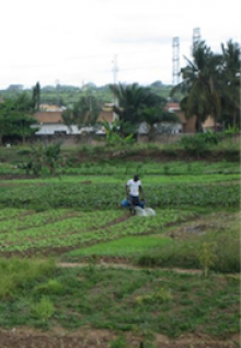 Urban farmer irrigating with wastewater in Accra, Ghana
