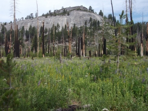 Fire-sculpted landscape in the Illilouette Creek Basin, Yosemite National Park