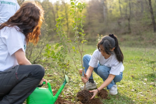 CEE Professor Cynthia Gerlein-Safdi was recently featured in a Mongabay article discussing the challenges faced by tree restoration projects. (Photo Credit: Ahmet Kurt)
